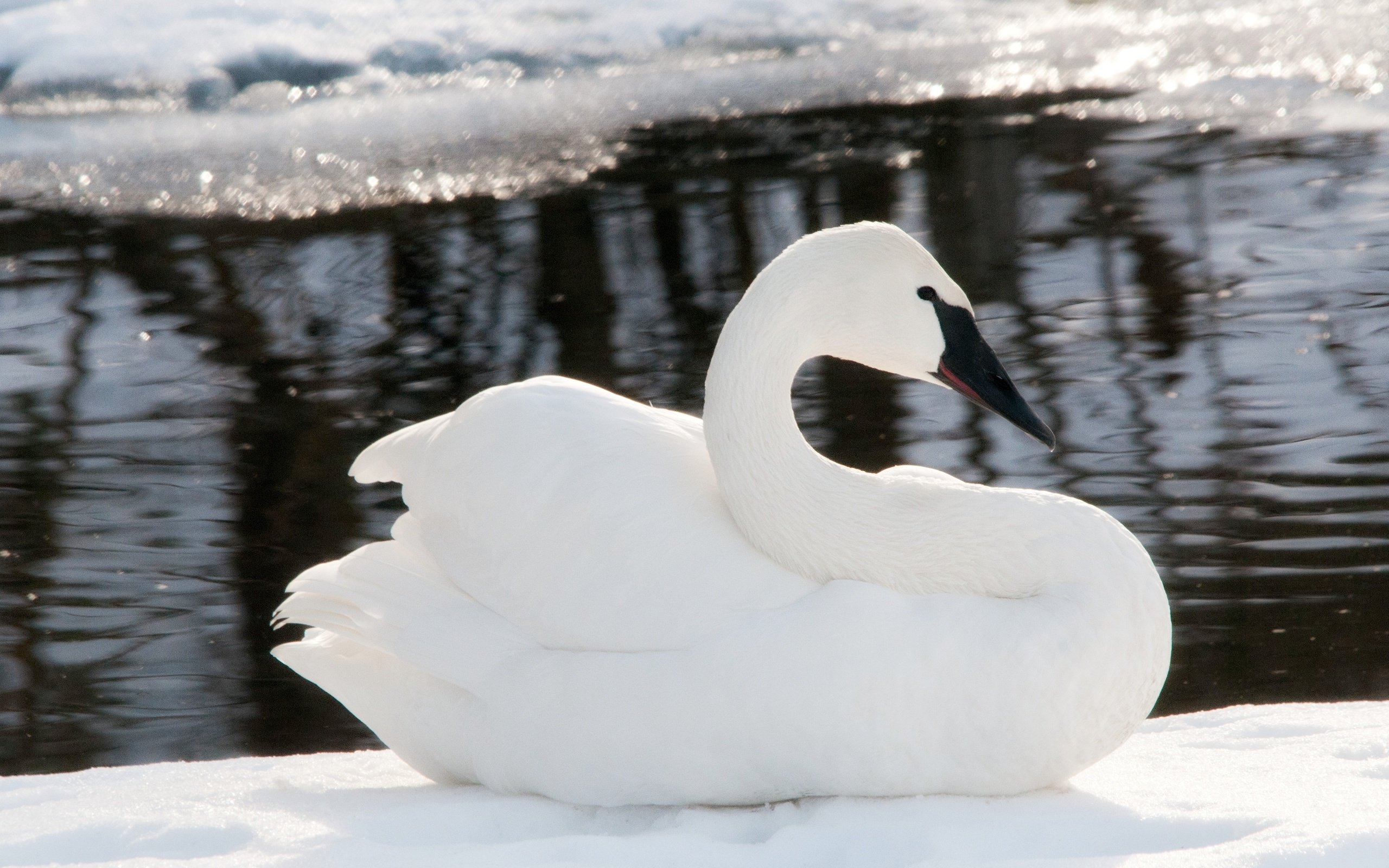 Обои снег, зима, лёд, птицы, лебедь, snow, winter, ice, birds, swan разрешение 4288x2848 Загрузить