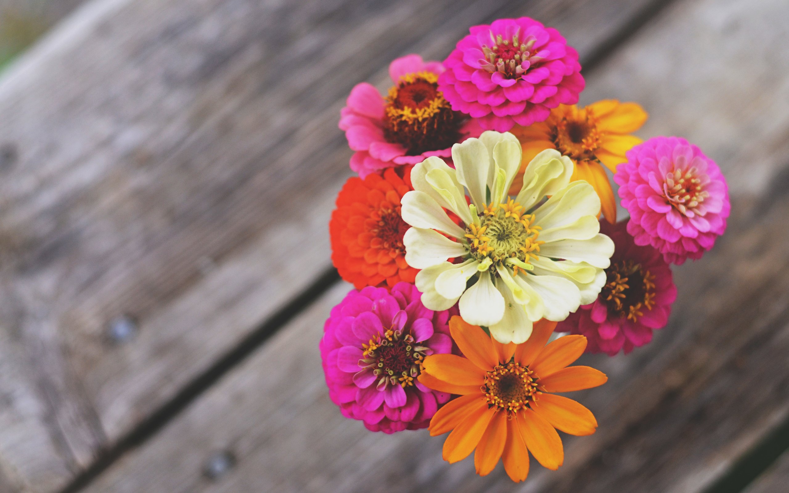 Обои цветы, макро, лепестки, букет, циния, цинии, flowers, macro, petals, bouquet, tsiniya, zinnia разрешение 4928x3264 Загрузить