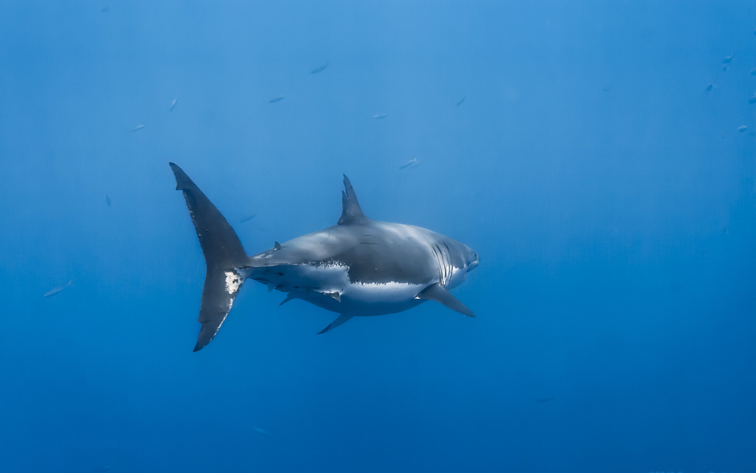 Обои вода, акула, подводный мир, water, shark, underwater world разрешение 3456x2304 Загрузить