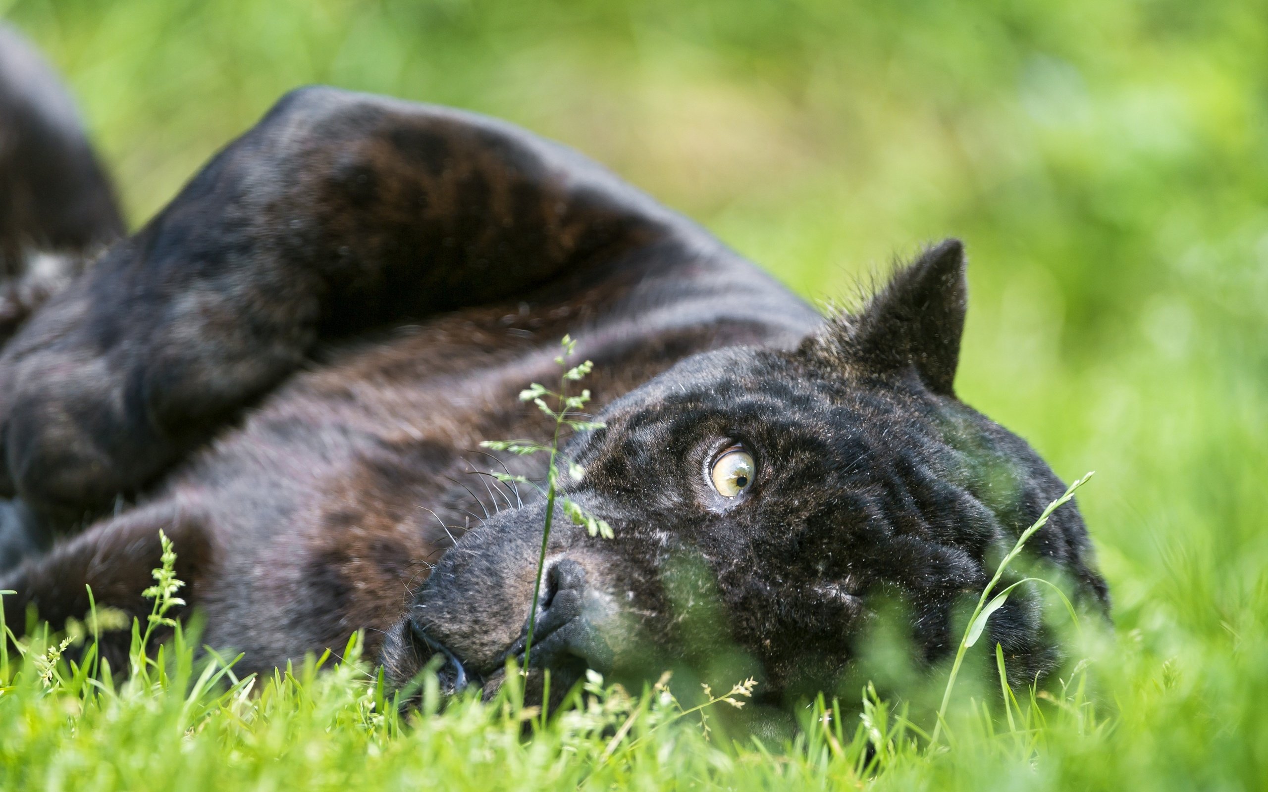 Обои морда, трава, кошка, взгляд, пантера, черный ягуар, face, grass, cat, look, panther, black jaguar разрешение 2880x1917 Загрузить