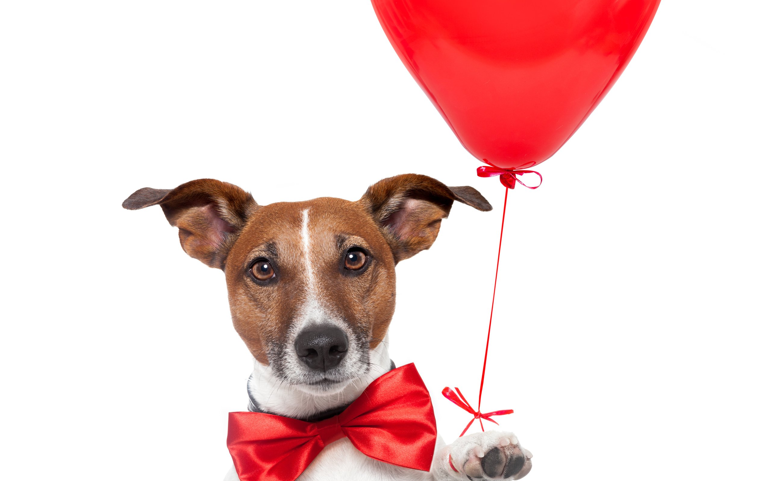 Обои красный, собака, сердце, белый фон, воздушный шар, джек-рассел-терьер, red, dog, heart, white background, balloon, jack russell terrier разрешение 5221x5221 Загрузить