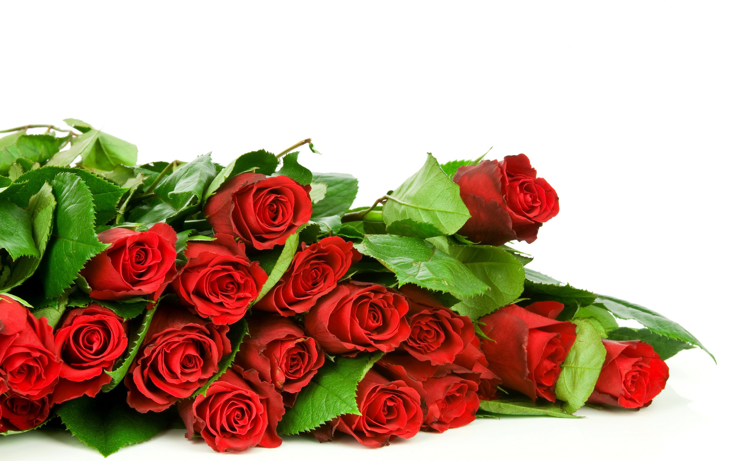 Обои цветы, розы, красные, букет, flowers, roses, red, bouquet разрешение 6000x4000 Загрузить