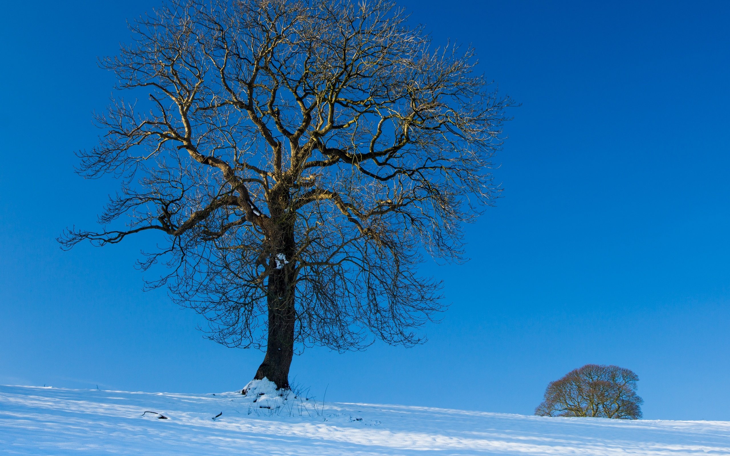 Обои небо, снег, дерево, зима, пейзаж, the sky, snow, tree, winter, landscape разрешение 2880x2362 Загрузить