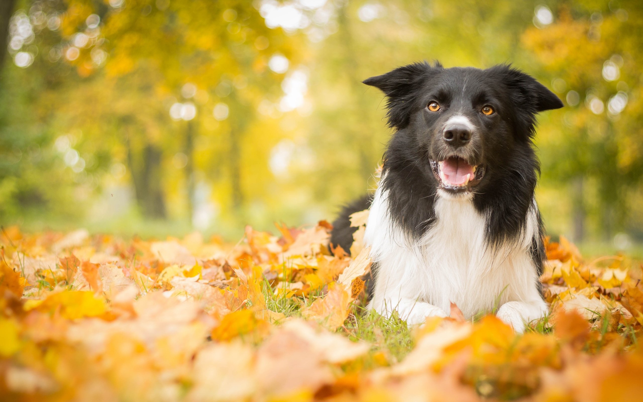 Обои листья, парк, осень, собака, leaves, park, autumn, dog разрешение 4272x2661 Загрузить