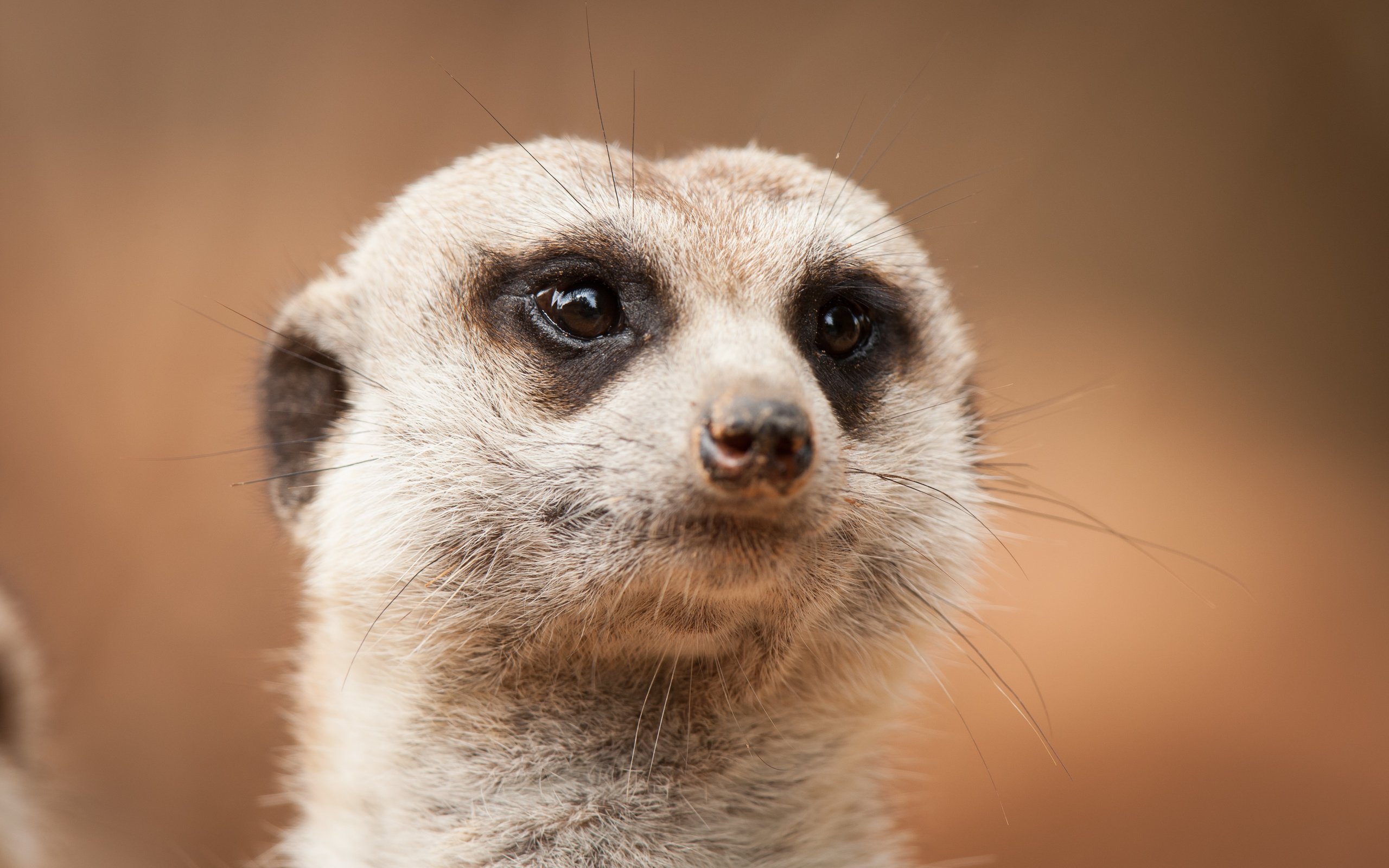 Обои морда, взгляд, сурикат, face, look, meerkat разрешение 3888x2592 Загрузить