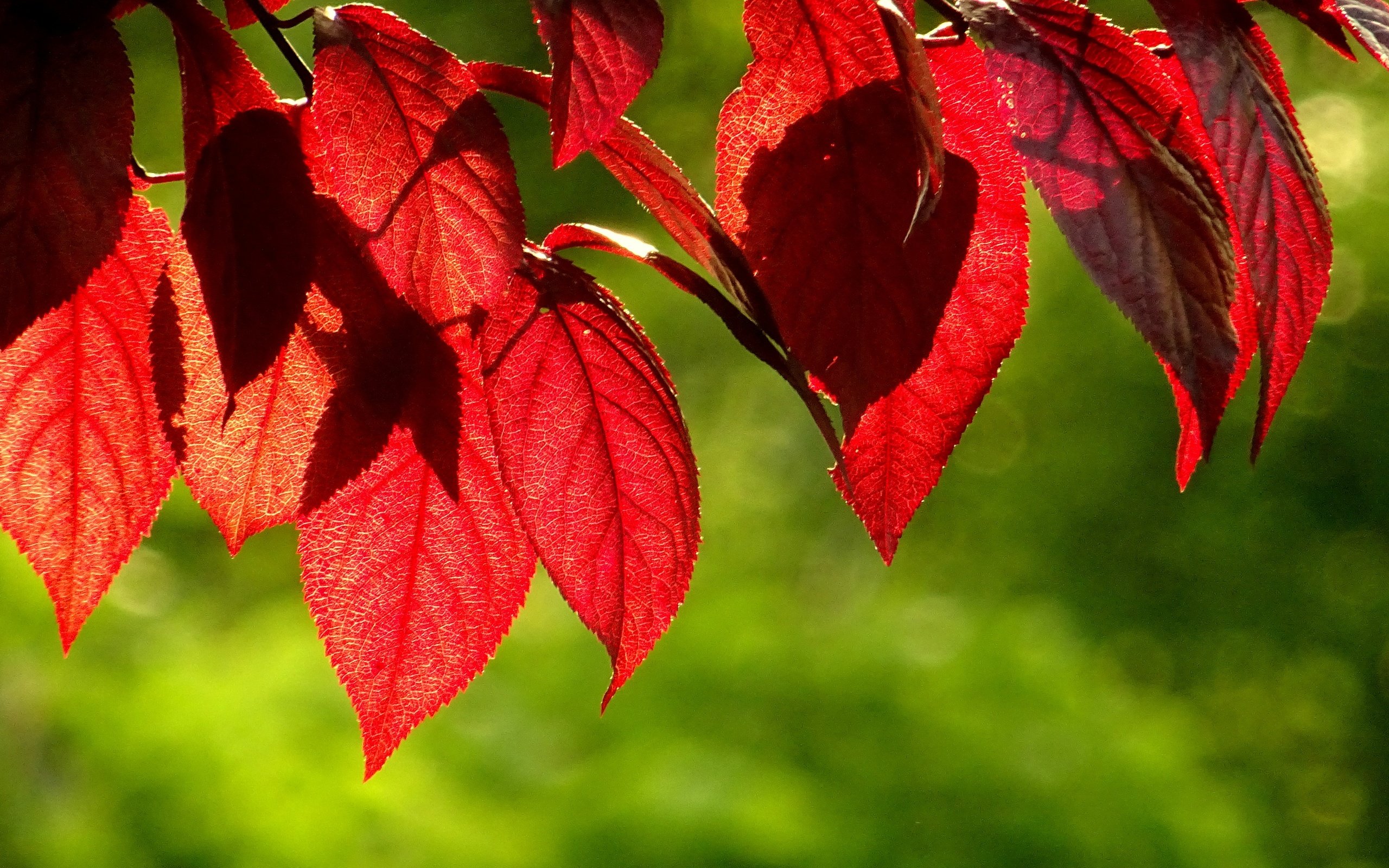 Обои листья, зелёный, фон, осень, красные, листик, leaves, green, background, autumn, red, leaf разрешение 3840x2160 Загрузить