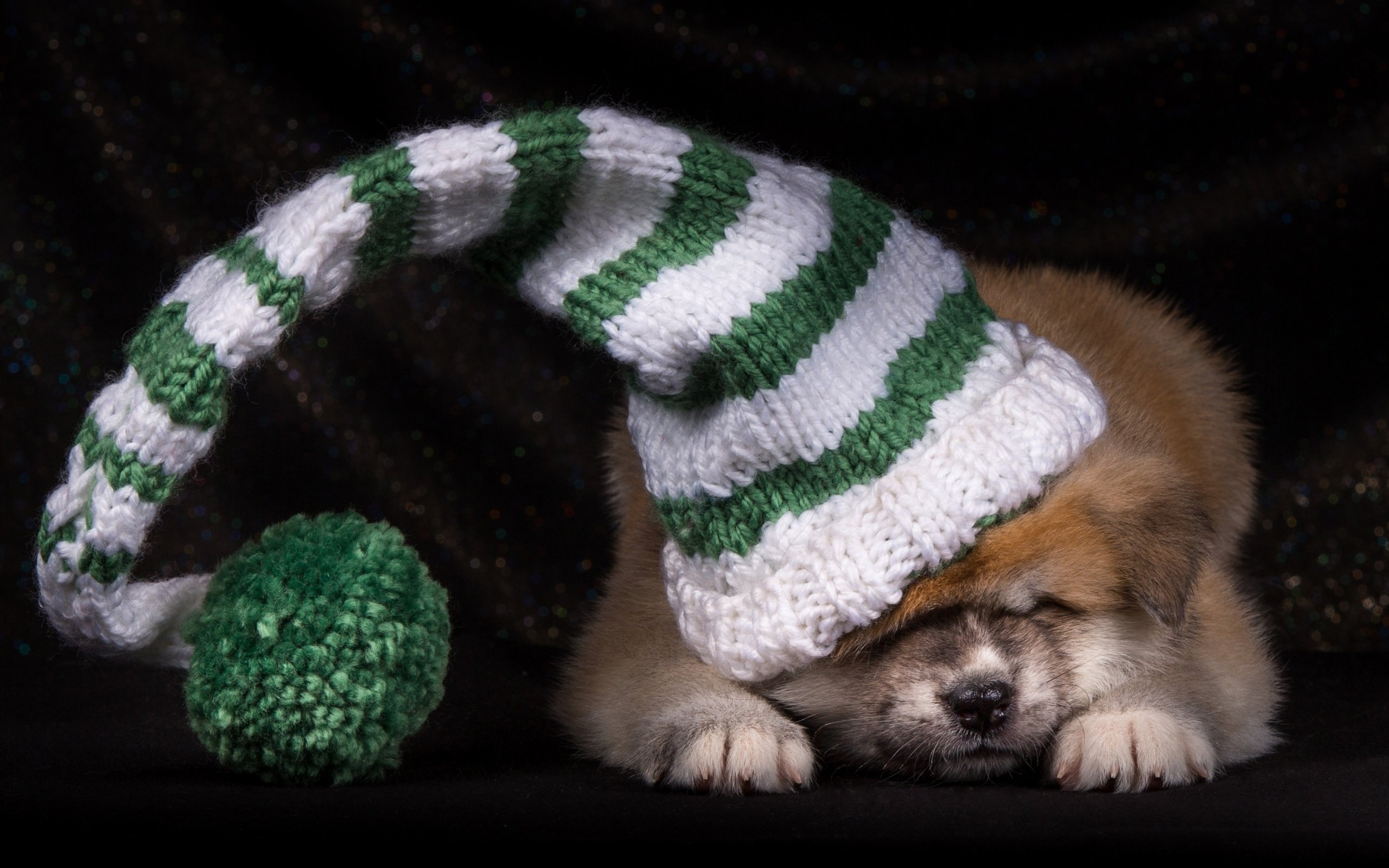 Обои щенок, шапка, японская акита, puppy, hat, japanese akita разрешение 2600x1730 Загрузить