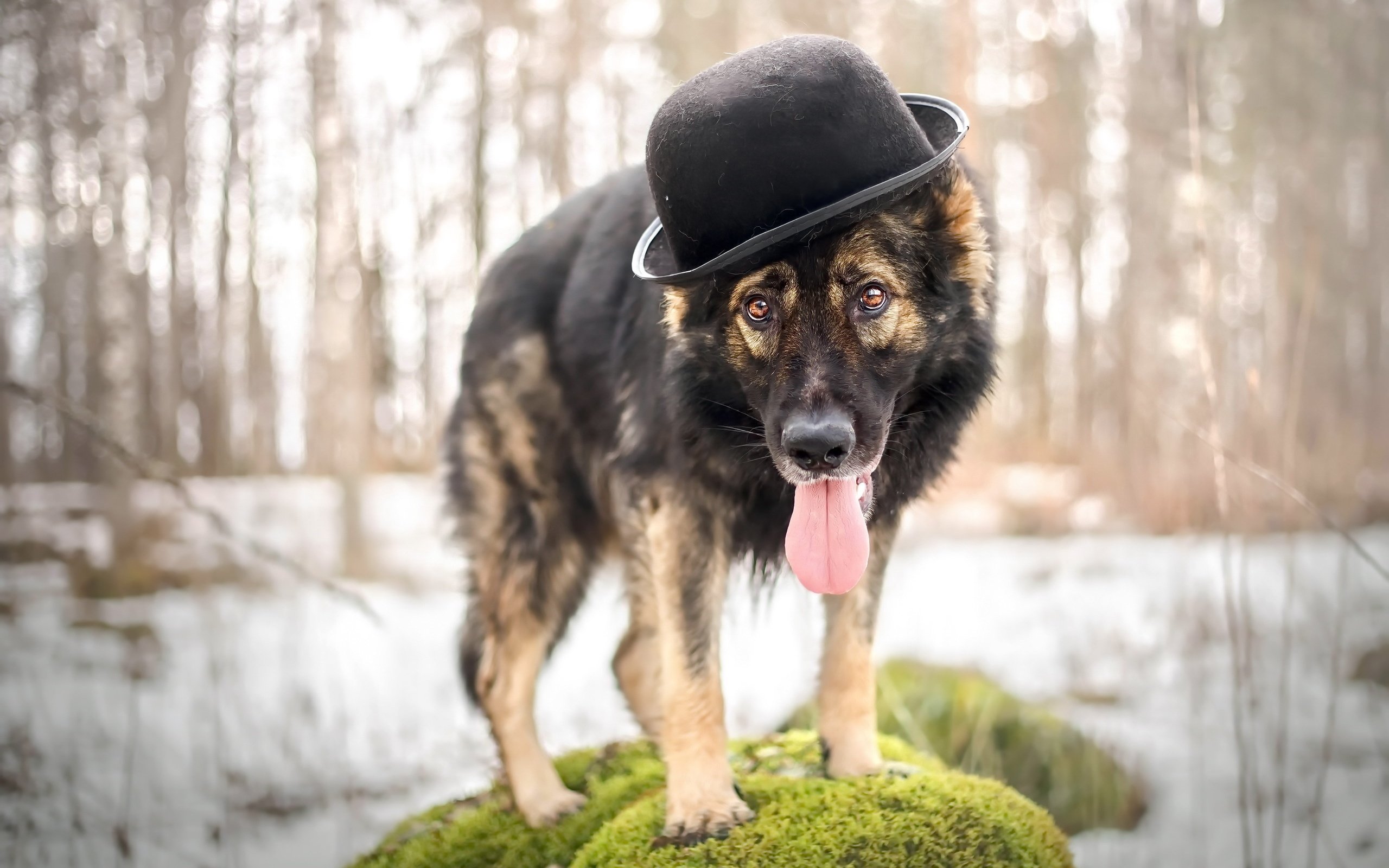 Обои взгляд, собака, друг, шляпа, овчарка, look, dog, each, hat, shepherd разрешение 2560x1618 Загрузить