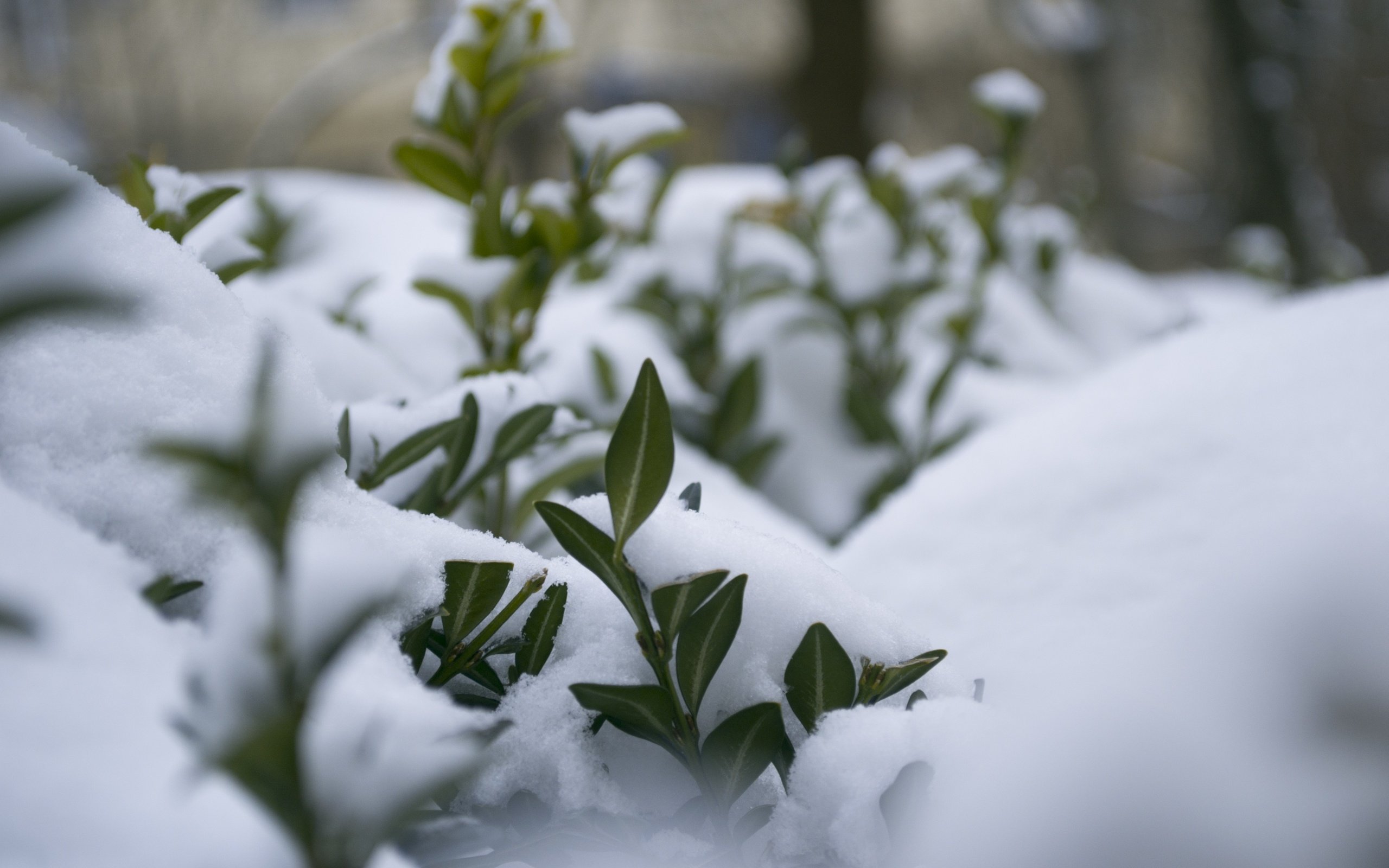 Обои снег, природа, растения, листья, зима, макро, мороз, snow, nature, plants, leaves, winter, macro, frost разрешение 4608x3072 Загрузить