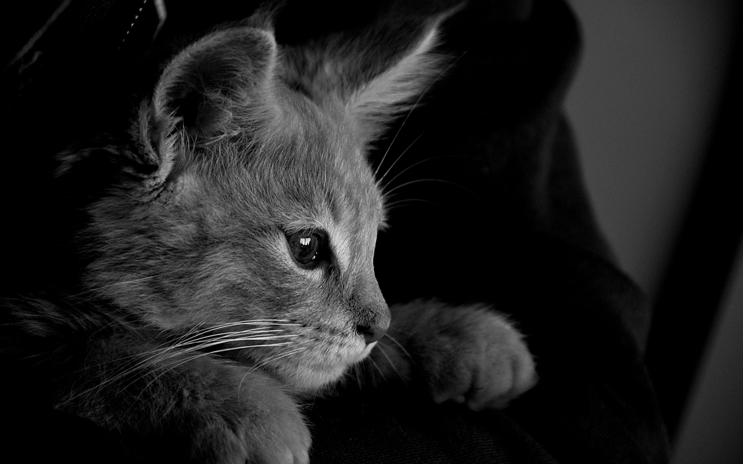 Обои кот, кошка, чёрно-белое, серый, монохромный, cat, black and white, grey, monochrome разрешение 6000x4000 Загрузить