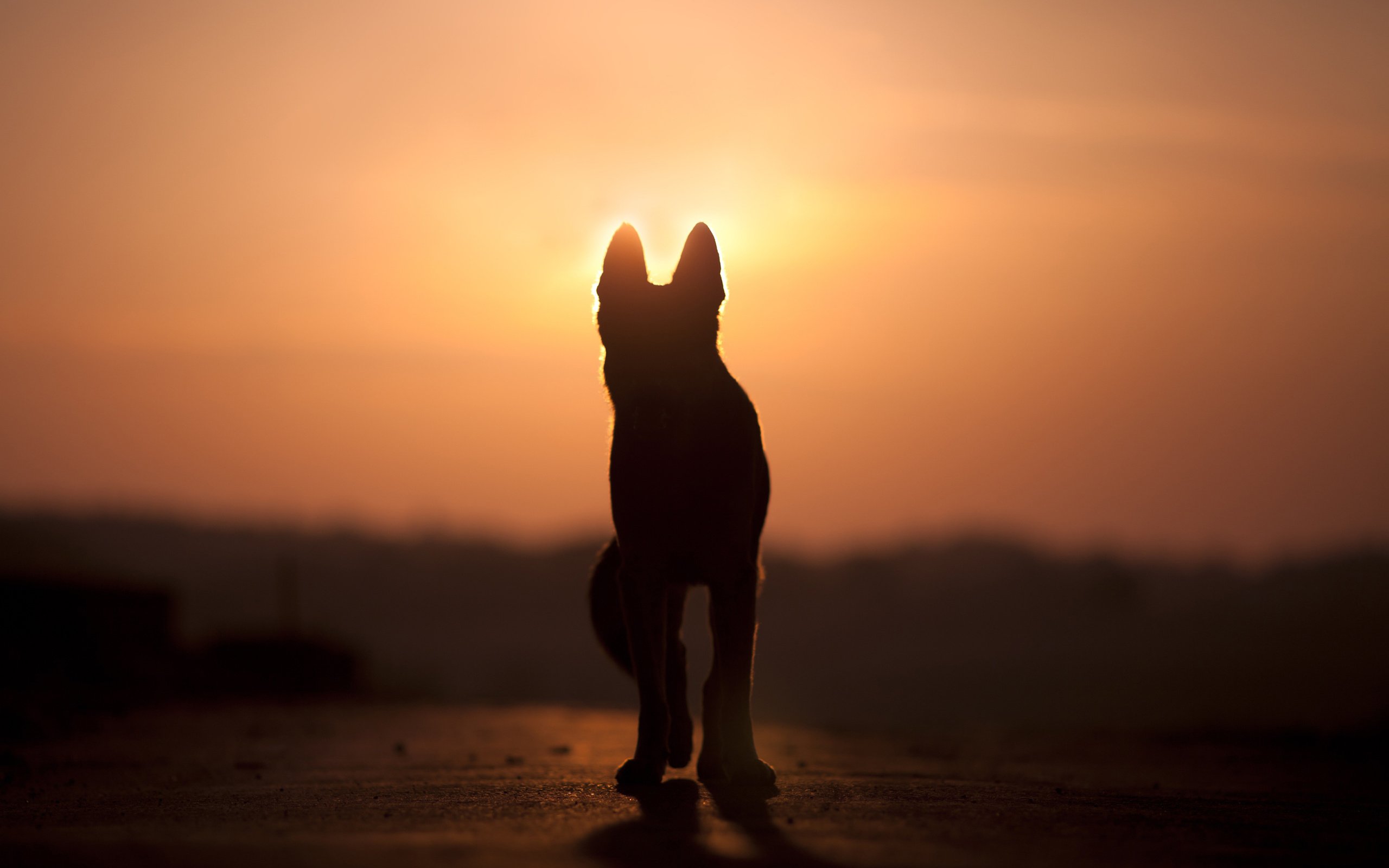 Обои закат, собака, силуэт, anjajuli, sunset, dog, silhouette разрешение 2880x1800 Загрузить