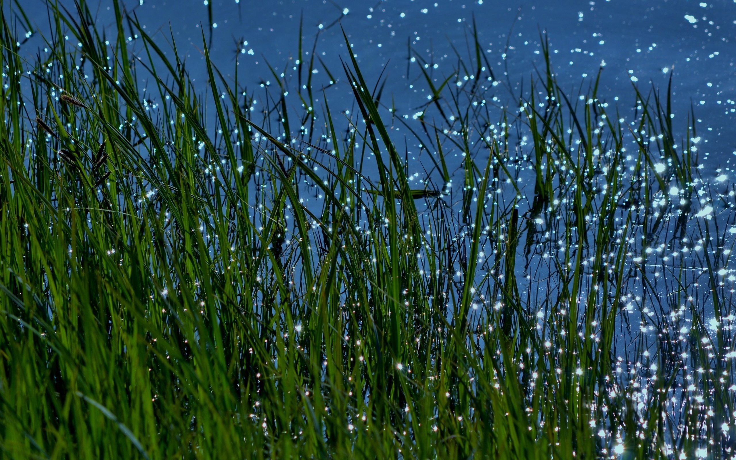 Обои трава, вода, природа, макро, блики, grass, water, nature, macro, glare разрешение 3840x2160 Загрузить