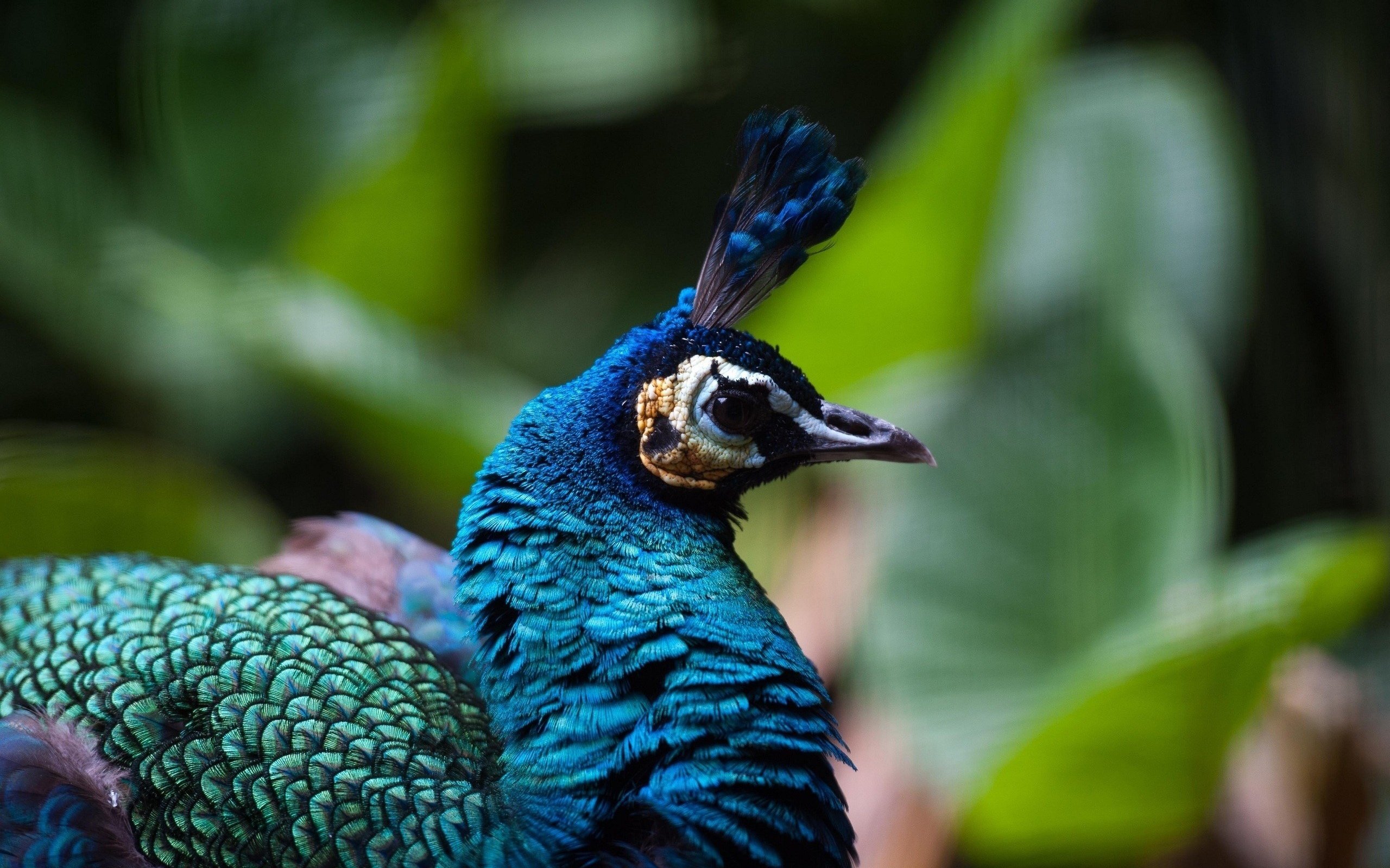 Обои профиль, птица, клюв, павлин, оперение, хохолок, profile, bird, beak, peacock, tail, crest разрешение 2560x1700 Загрузить