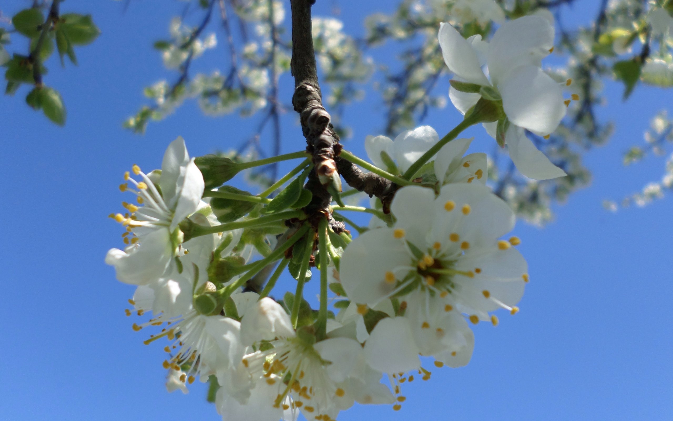 Обои небо, ветка, цветение, весна, слива, the sky, branch, flowering, spring, drain разрешение 4119x3089 Загрузить