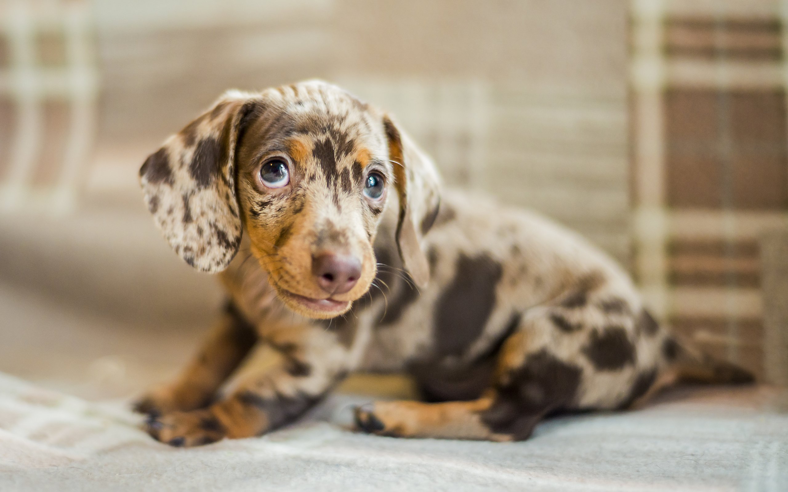 Обои глаза, мордочка, взгляд, собака, щенок, такса, eyes, muzzle, look, dog, puppy, dachshund разрешение 5110x3407 Загрузить