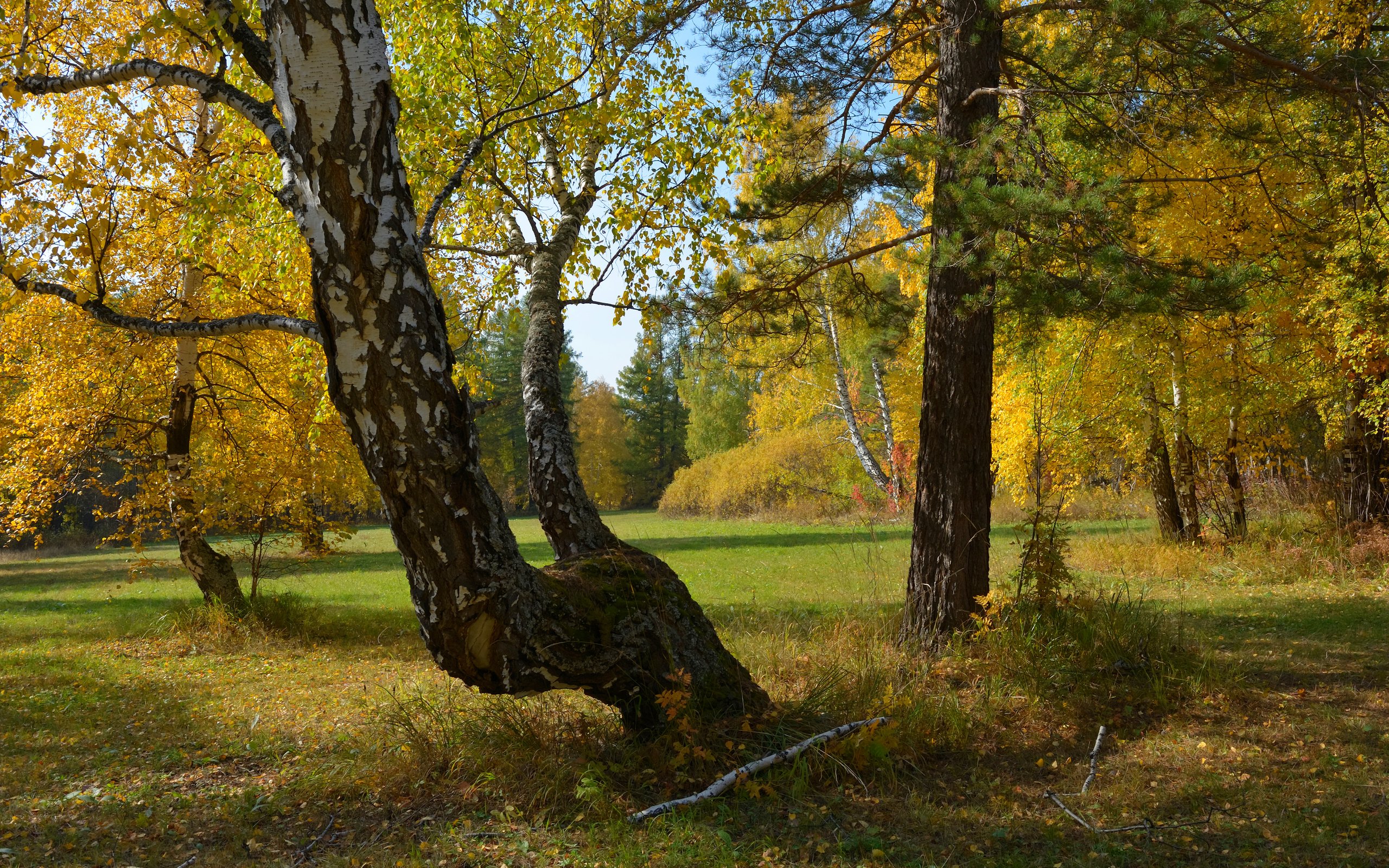 Обои деревья, природа, лес, осень, россия, урал, trees, nature, forest, autumn, russia, ural разрешение 3840x2400 Загрузить