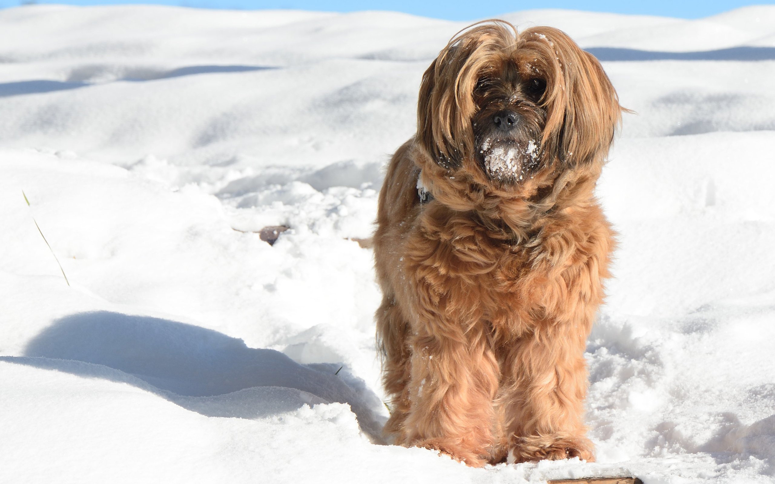 Обои снег, зима, мордочка, взгляд, собака, тибетский терьер, snow, winter, muzzle, look, dog, the tibetan terrier разрешение 2880x1800 Загрузить