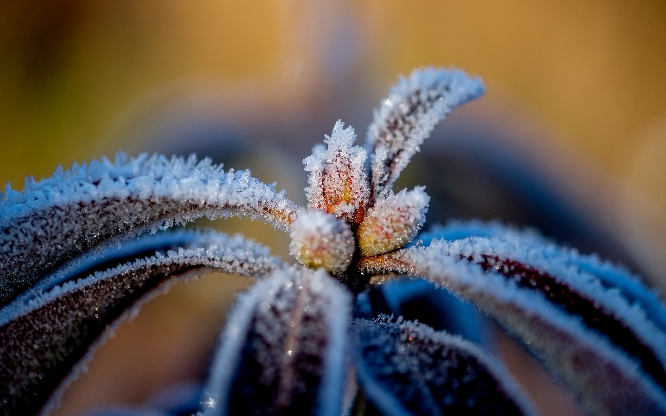 Обои природа, листья, макро, иней, растение, nature, leaves, macro, frost, plant разрешение 4896x3264 Загрузить