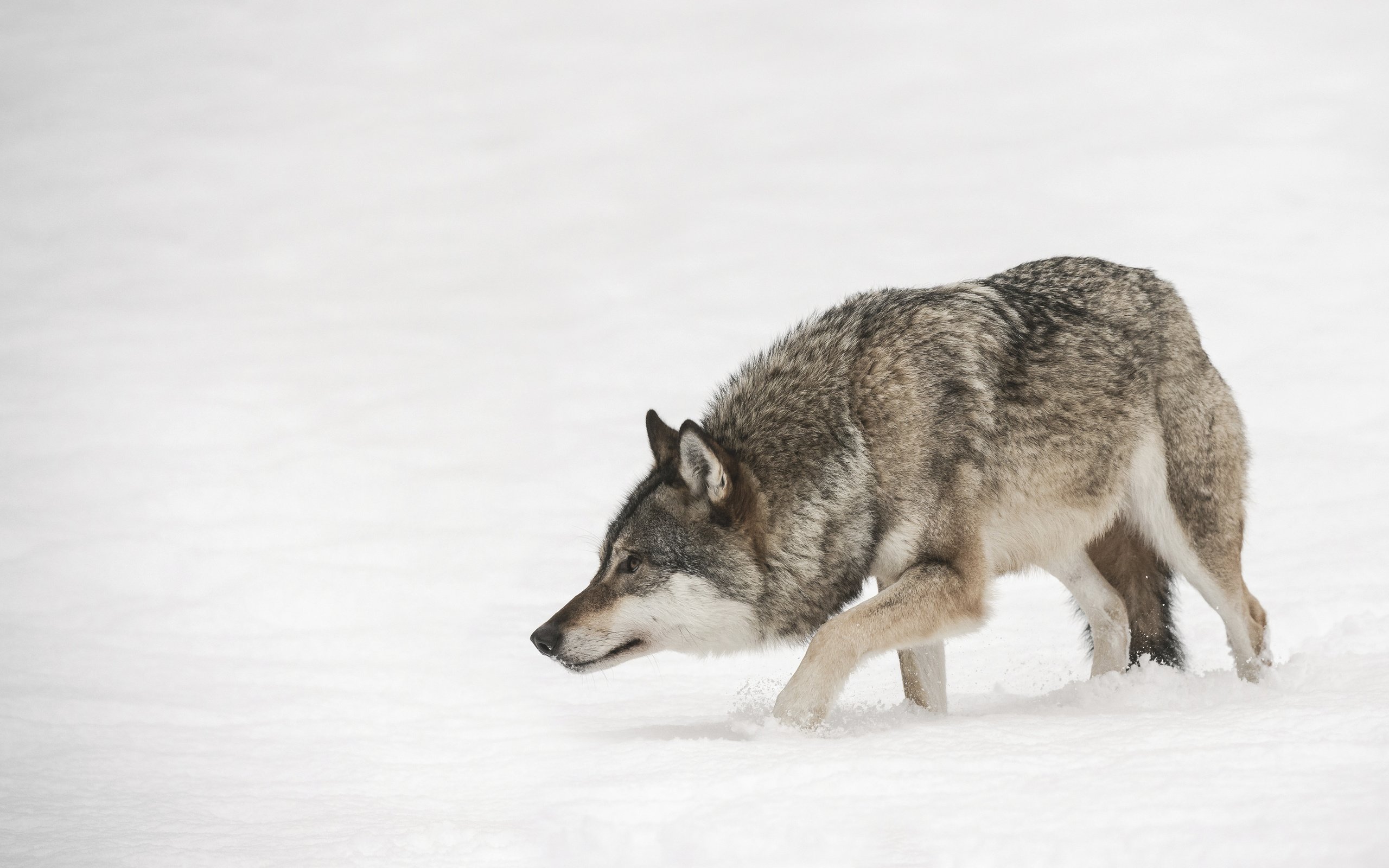 Обои морда, снег, зима, взгляд, хищник, волк, face, snow, winter, look, predator, wolf разрешение 3840x2400 Загрузить