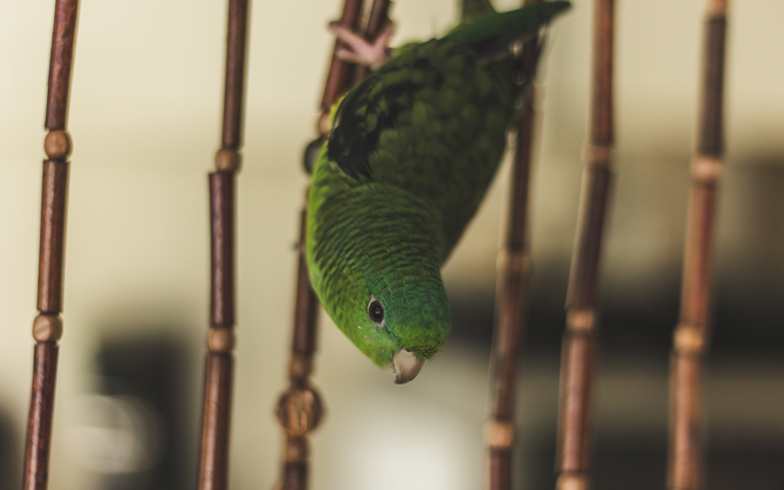 Обои зелёный, птица, клетка, попугай, green, bird, cell, parrot разрешение 5184x3456 Загрузить