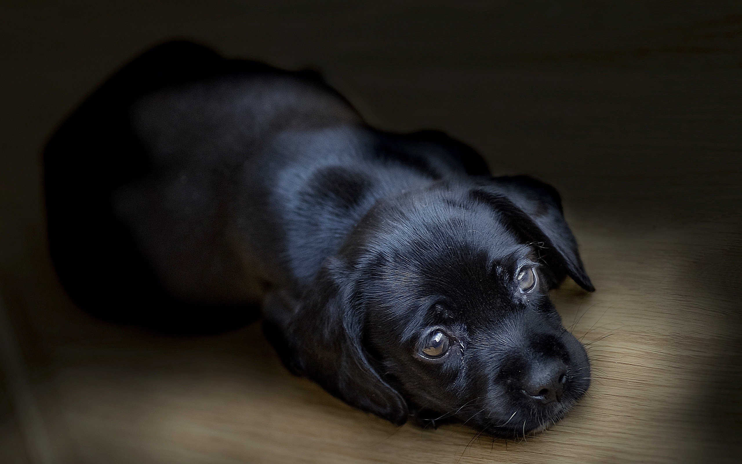 Обои черный, собака, щенок, лабрадор, ретривер, black, dog, puppy, labrador, retriever разрешение 2560x1696 Загрузить