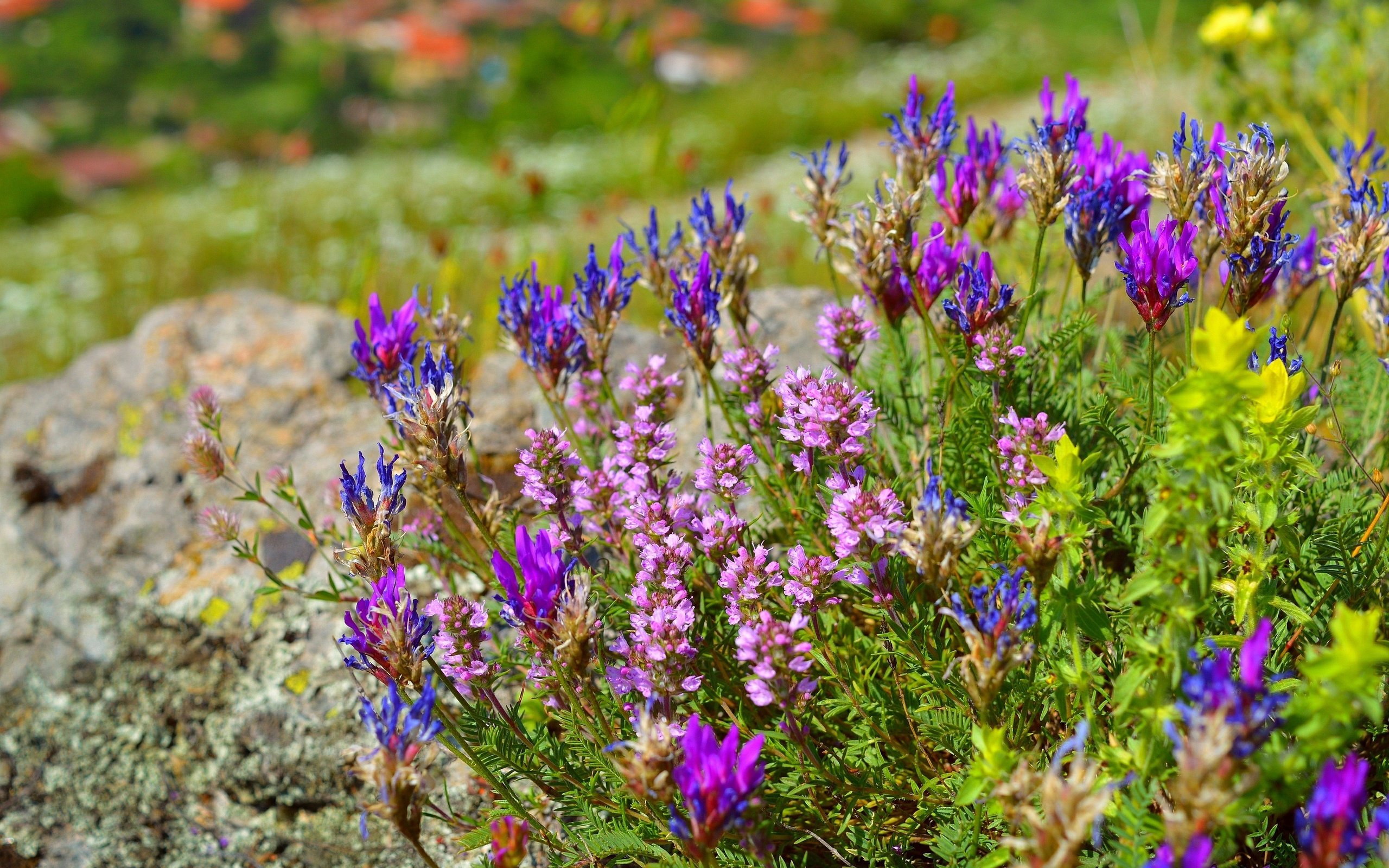 Обои цветы, цветение, весна, остролодочник, flowers, flowering, spring, oxytropis разрешение 3000x1920 Загрузить