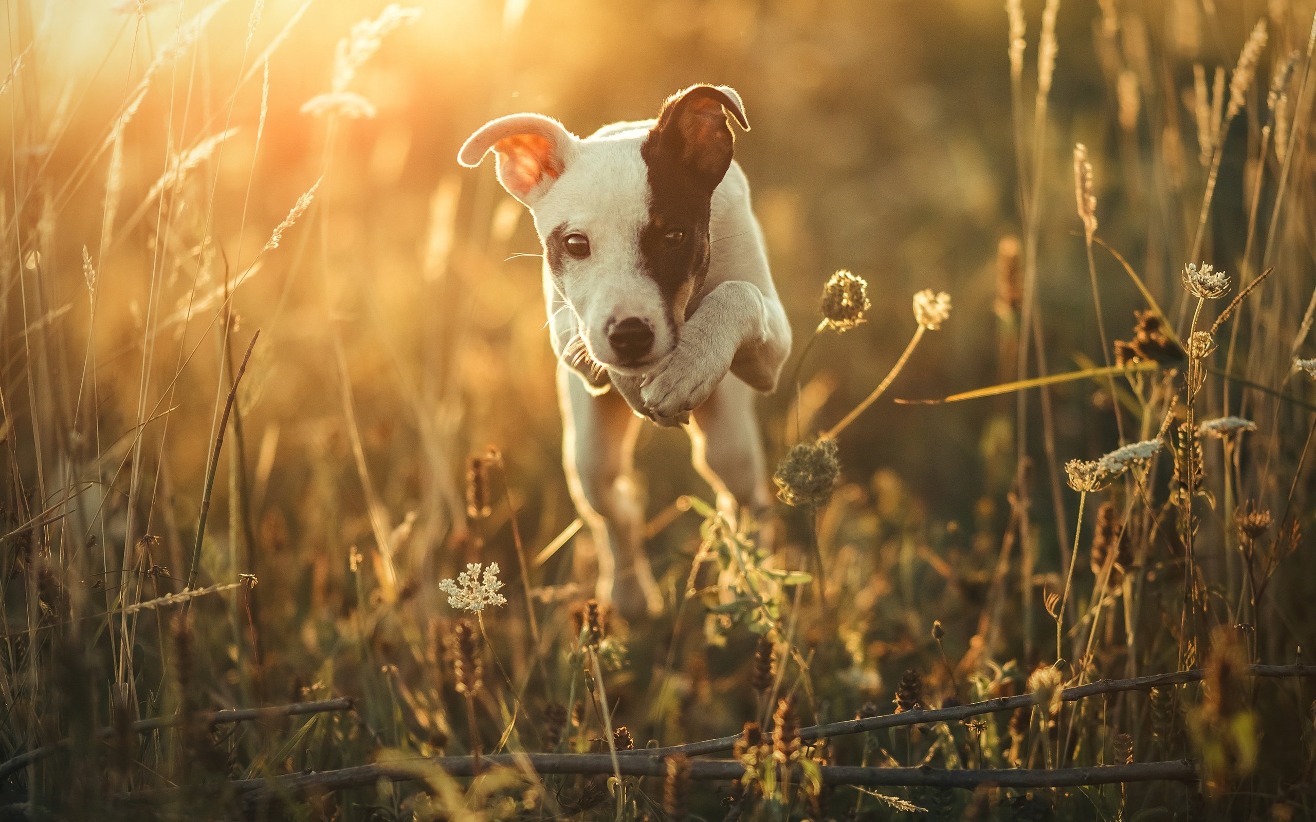 Обои свет, природа, утро, мордочка, взгляд, собака, щенок, друг, light, nature, morning, muzzle, look, dog, puppy, each разрешение 3478x1957 Загрузить