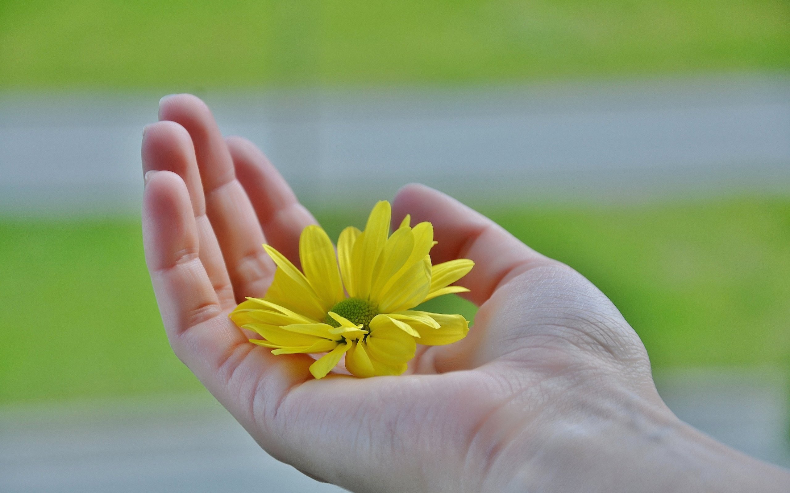 Обои желтый, рука, цветок, лепестки, пальцы, ладонь, yellow, hand, flower, petals, fingers, palm разрешение 4928x3264 Загрузить