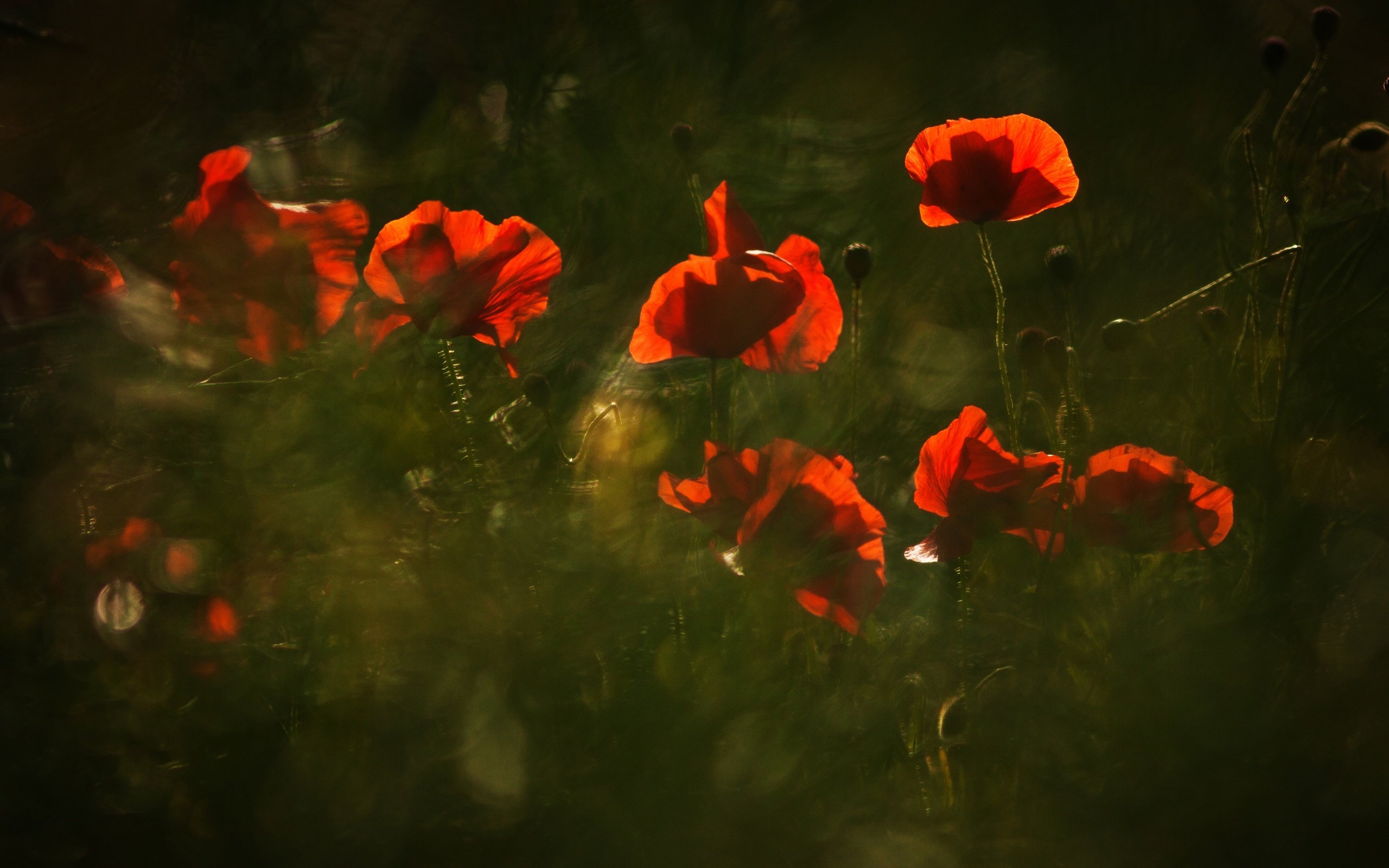 Обои свет, цветы, природа, красные, маки, размытость, темный фон, light, flowers, nature, red, maki, blur, the dark background разрешение 4518x2542 Загрузить