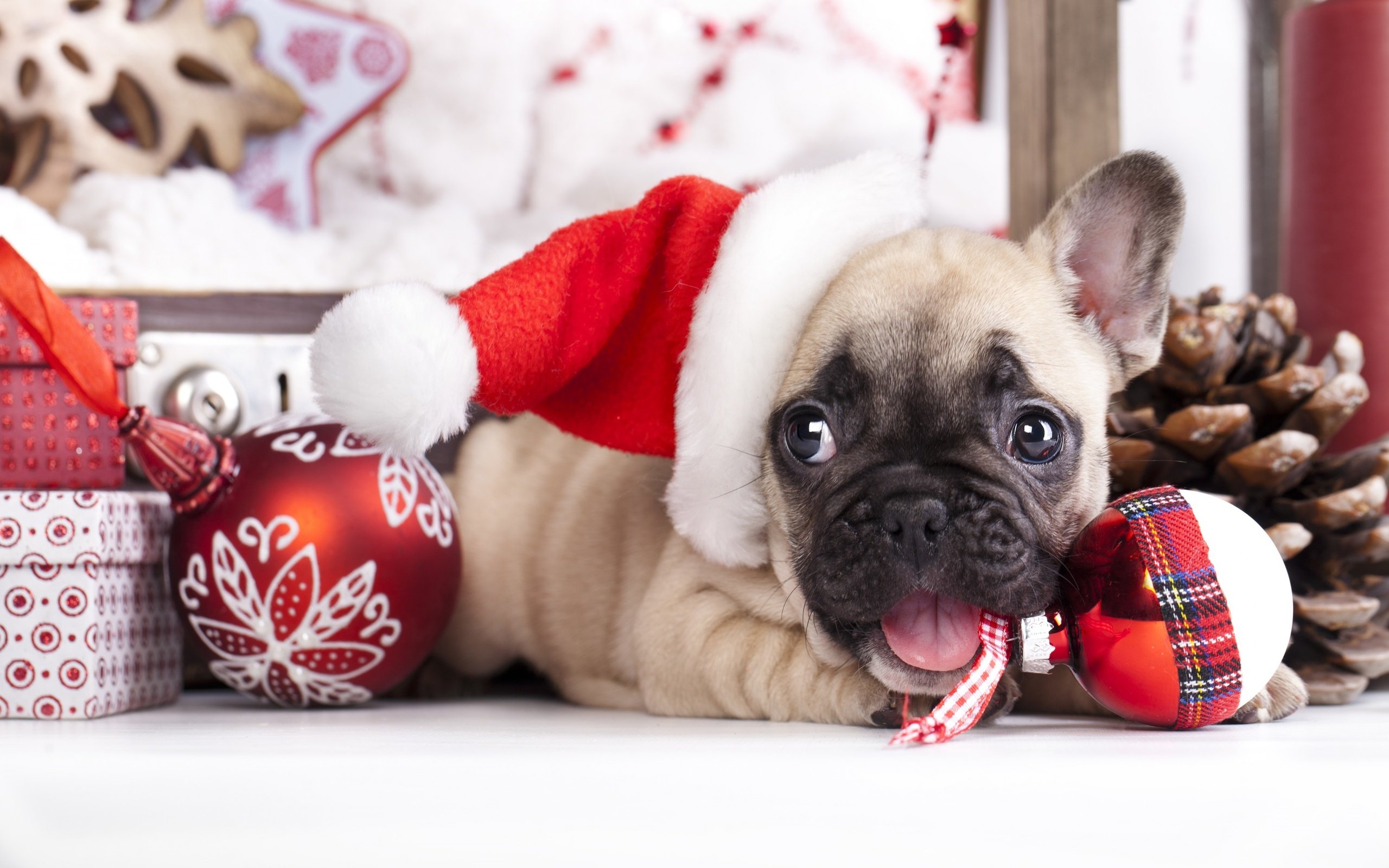 Обои новый год, собака, щенок, французский бульдог, new year, dog, puppy, french bulldog разрешение 2880x1800 Загрузить