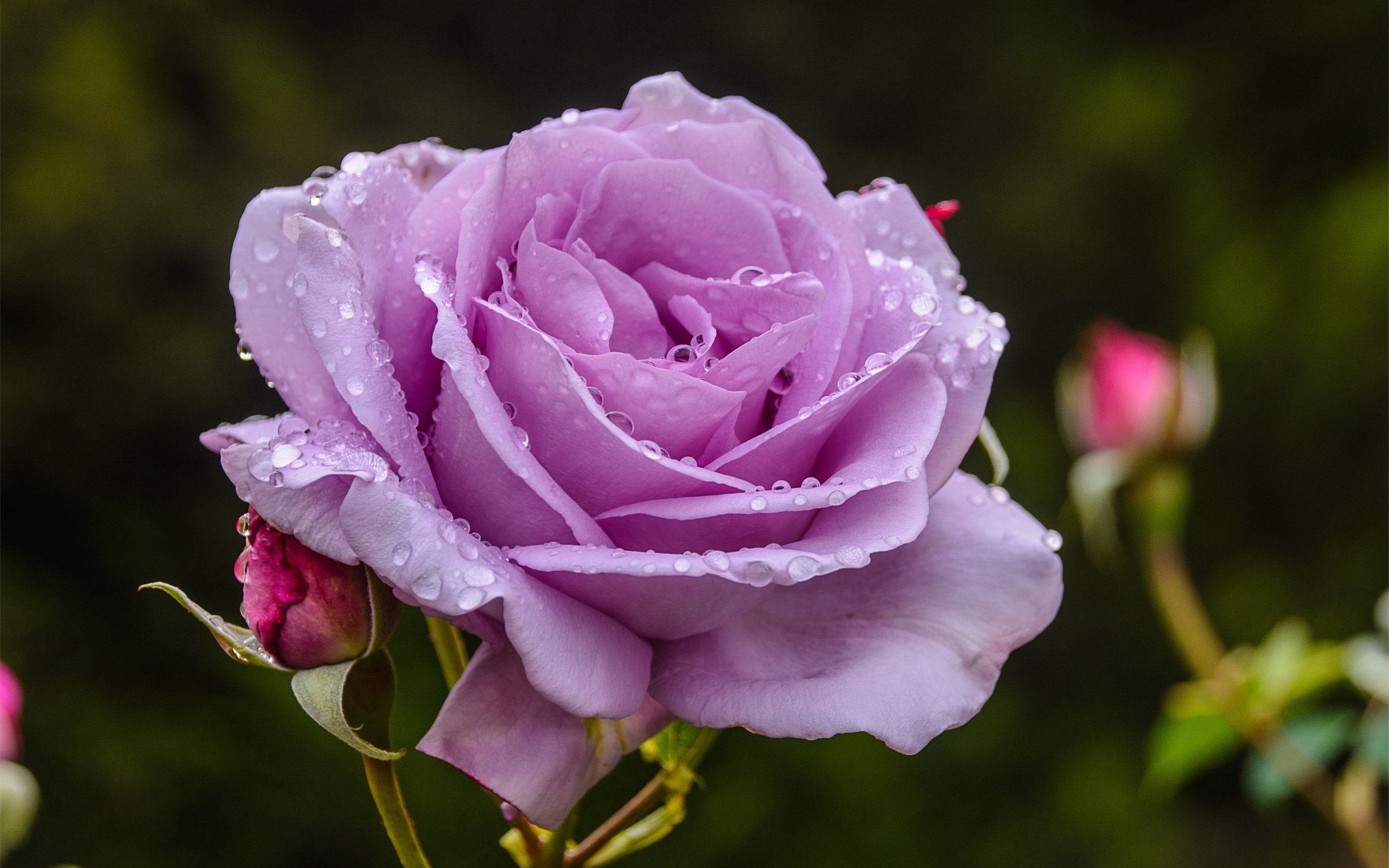 Обои макро, цветок, роза, лепестки, 3, macro, flower, rose, petals разрешение 5726x3726 Загрузить