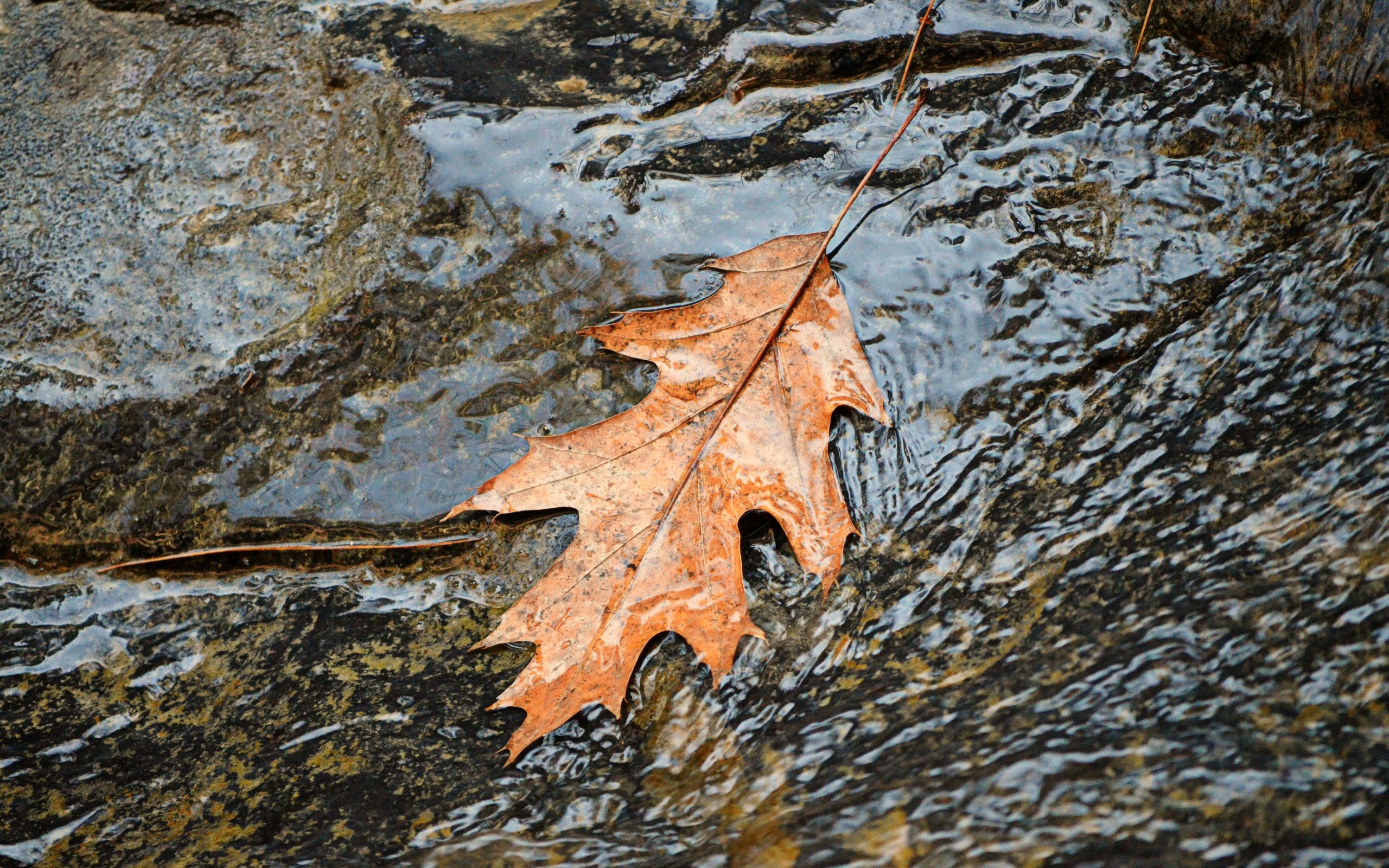 Обои вода, природа, осень, поток, лист, листик, осенний лист, water, nature, autumn, stream, sheet, leaf разрешение 4000x2649 Загрузить