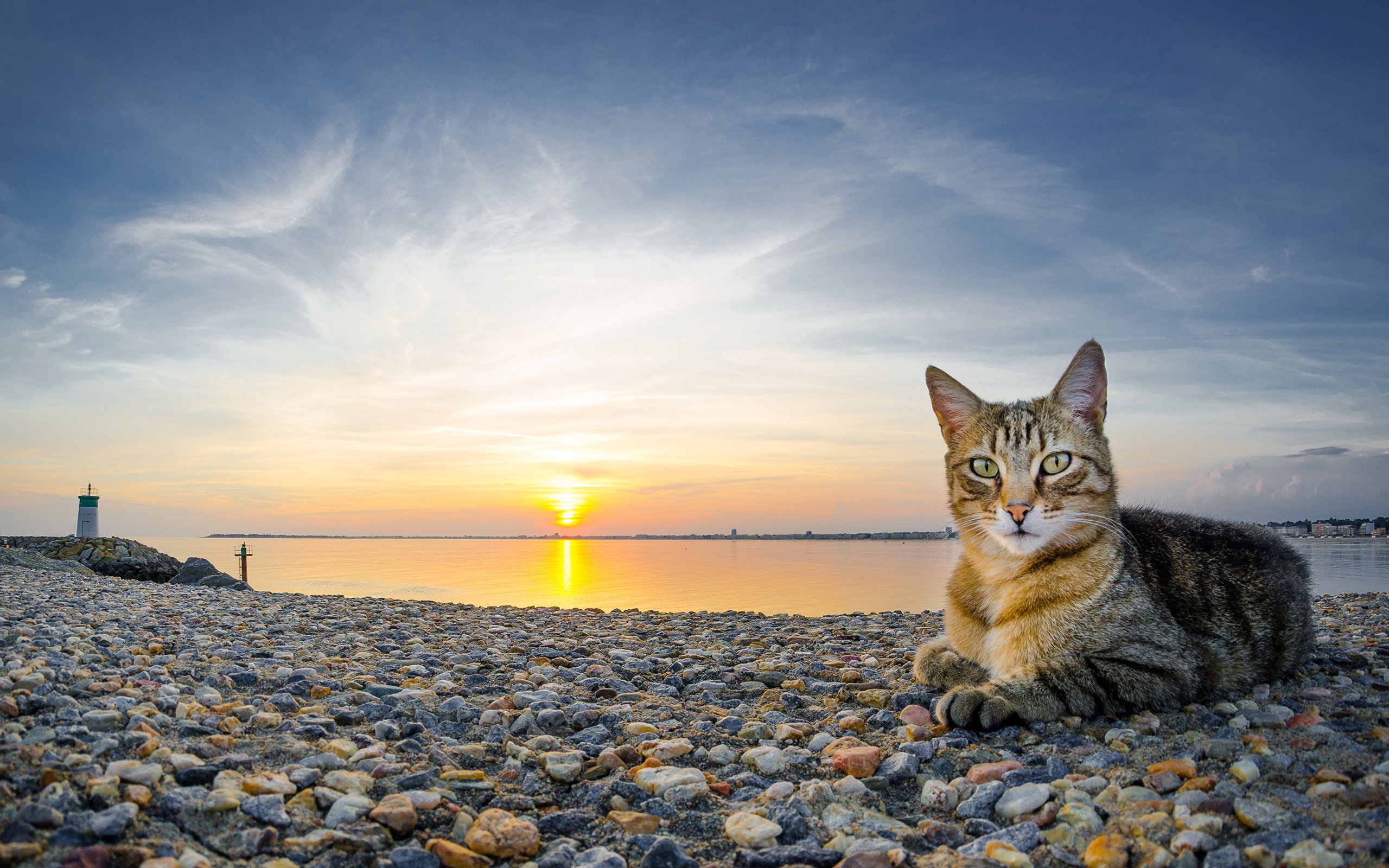 Обои камни, закат, пляж, кот, кошка, stones, sunset, beach, cat разрешение 3840x2160 Загрузить