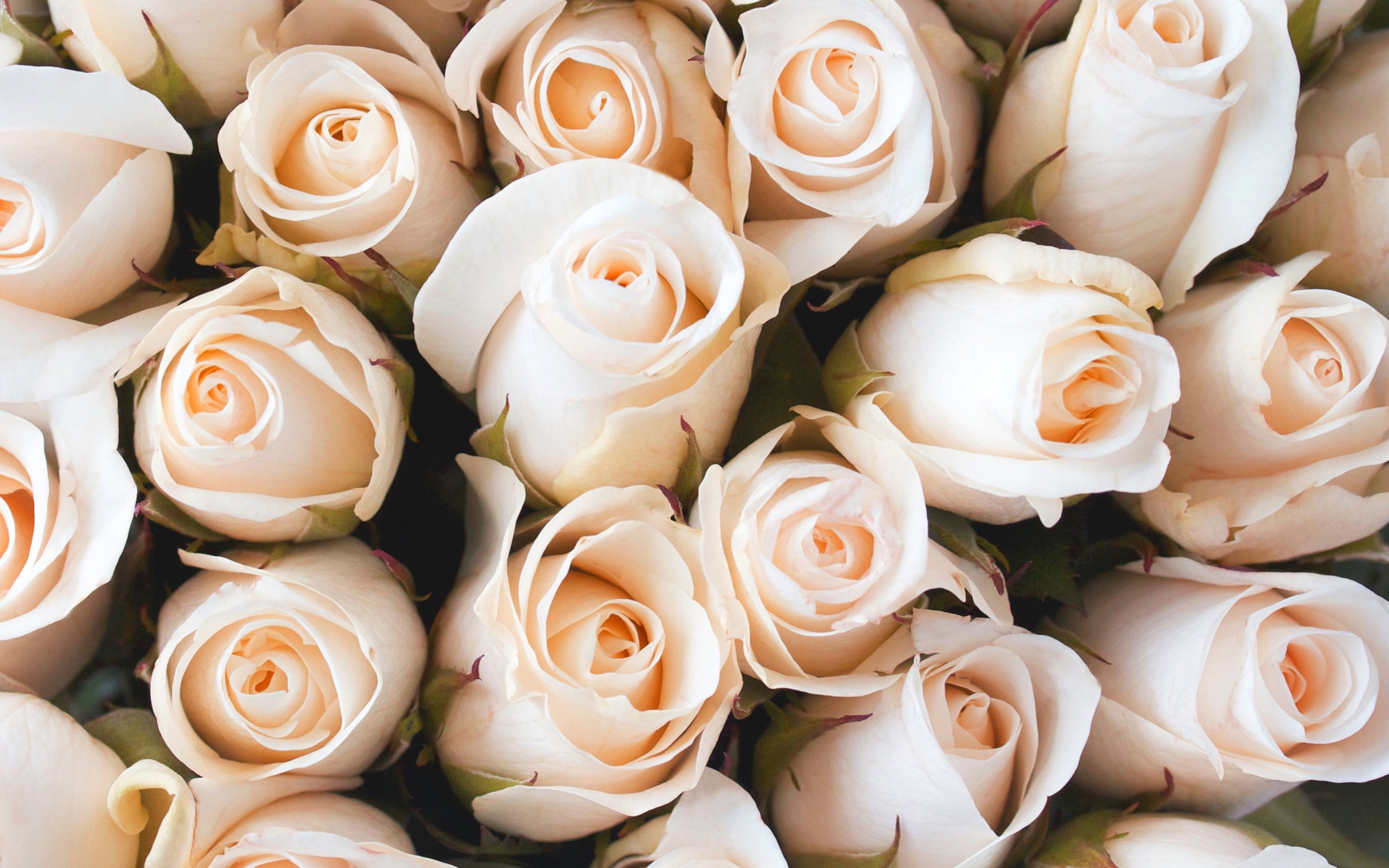 Обои бутоны, розы, лепестки, букет, buds, roses, petals, bouquet разрешение 3150x3150 Загрузить