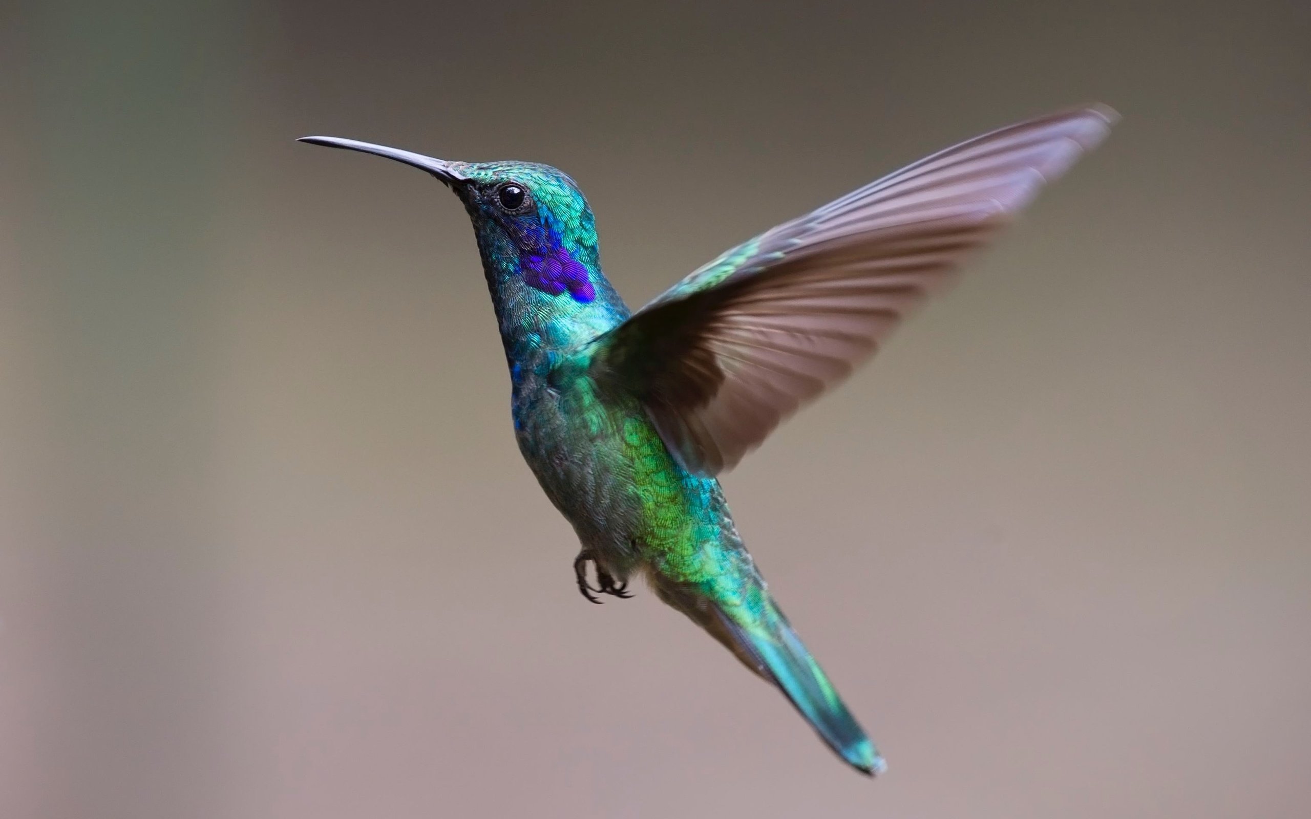 Обои колибри, hummingbird разрешение 3082x2031 Загрузить