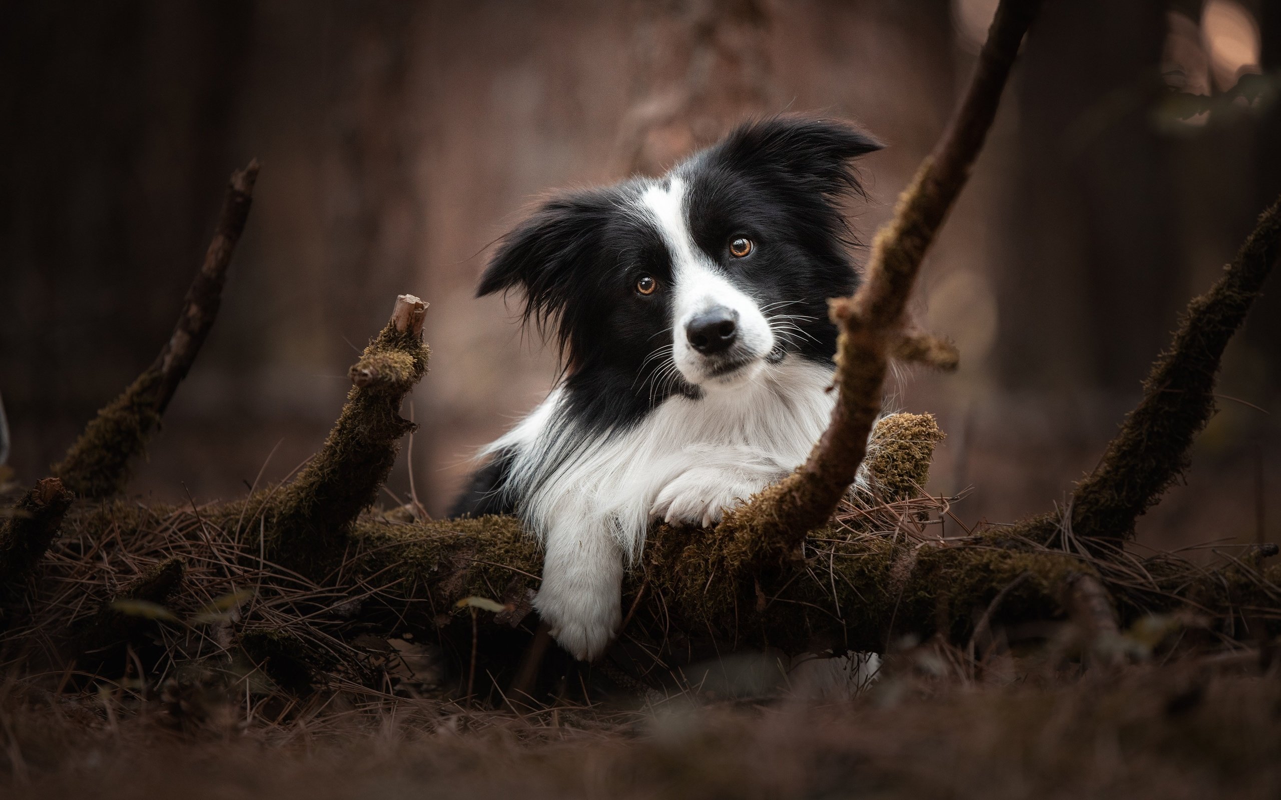 Обои природа, собака, бордер-колли, nature, dog, the border collie разрешение 3840x2560 Загрузить