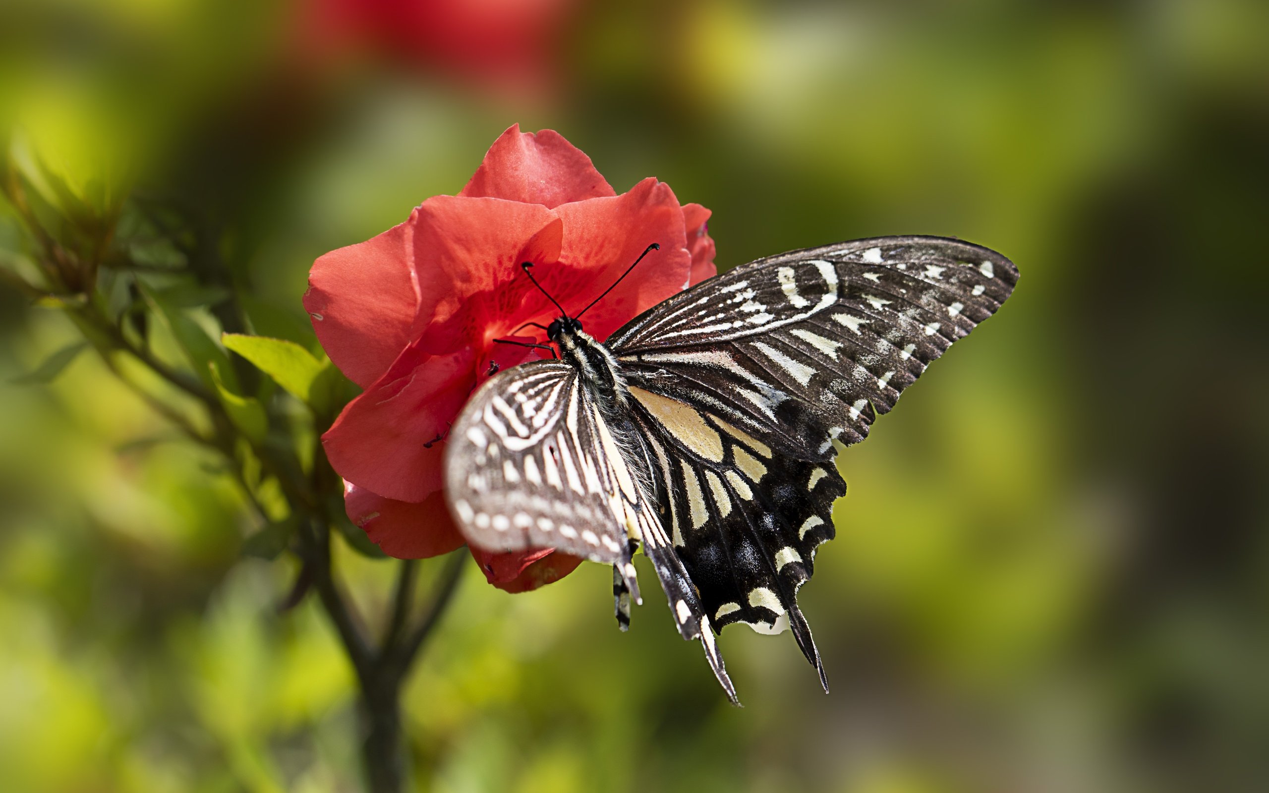Обои макро, цветок, лето, бабочка, macro, flower, summer, butterfly разрешение 5472x3648 Загрузить