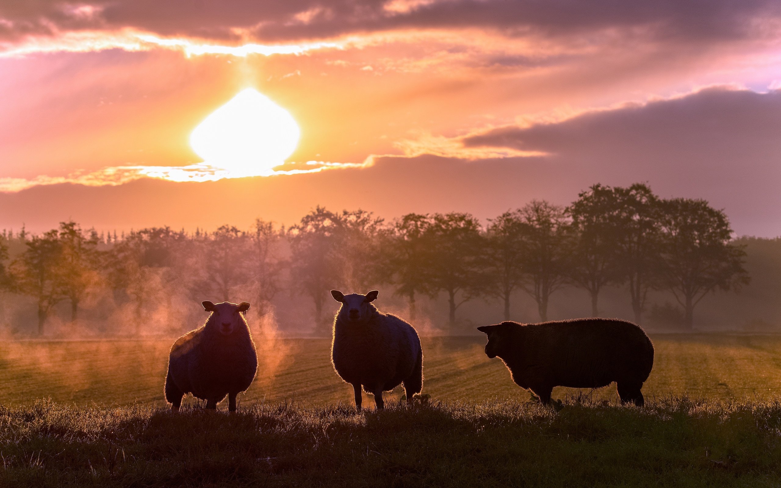 Обои закат, поле, силуэты, пастбище, овцы, овечки, sunset, field, silhouettes, pasture, sheep разрешение 3840x2160 Загрузить