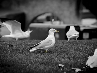 Обои клюв, чб, чайки, beak, bw, seagulls разрешение 2560x1600 Загрузить