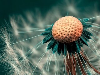 Обои макро, цветок, одуванчик, пух, пушинки, былинки, macro, flower, dandelion, fluff, fuzzes, blade разрешение 1920x1139 Загрузить