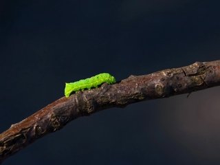 Обои ветка, гусеница, branch, caterpillar разрешение 2560x1600 Загрузить