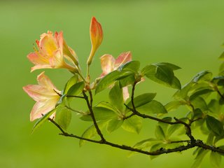 Обои ветка, листья, зелёный, цветок, ветки, размытость, branch, leaves, green, flower, branches, blur разрешение 1920x1200 Загрузить