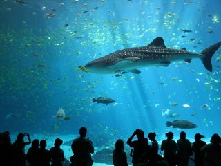 Обои люди, аквариум, акула, people, aquarium, shark разрешение 3456x2304 Загрузить