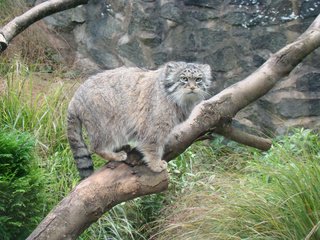 Обои дерево, взгляд, манул, дикая кошка, tree, look, manul, wild cat разрешение 2592x1944 Загрузить