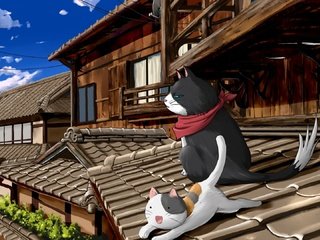 Обои коты, крыша, nyan koi, cats, roof разрешение 1920x1080 Загрузить