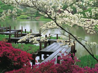 Обои цветы, вода, япония, сад, мостки, flowers, water, japan, garden, bridges разрешение 1920x1200 Загрузить