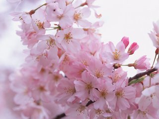 Обои цветы, ветки, лепестки, весна, розовые, flowers, branches, petals, spring, pink разрешение 2950x2094 Загрузить