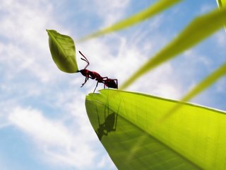 Обои листья, муравей, держит, leaves, ant, keeps разрешение 1920x1200 Загрузить