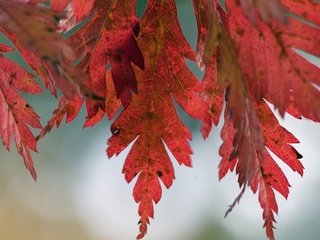 Обои природа, дерево, листья, макро, фото, осень, nature, tree, leaves, macro, photo, autumn разрешение 1920x1200 Загрузить