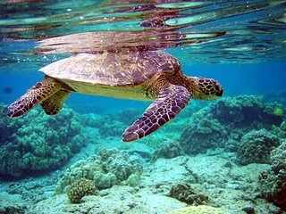 Обои вода, черепаха, дно, кораллы, water, turtle, the bottom, corals разрешение 2000x1500 Загрузить